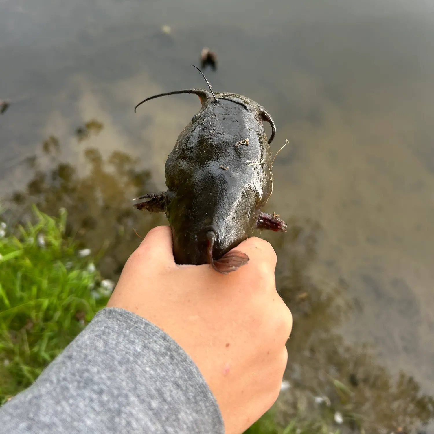 Brown bullhead caught on Fishbrain