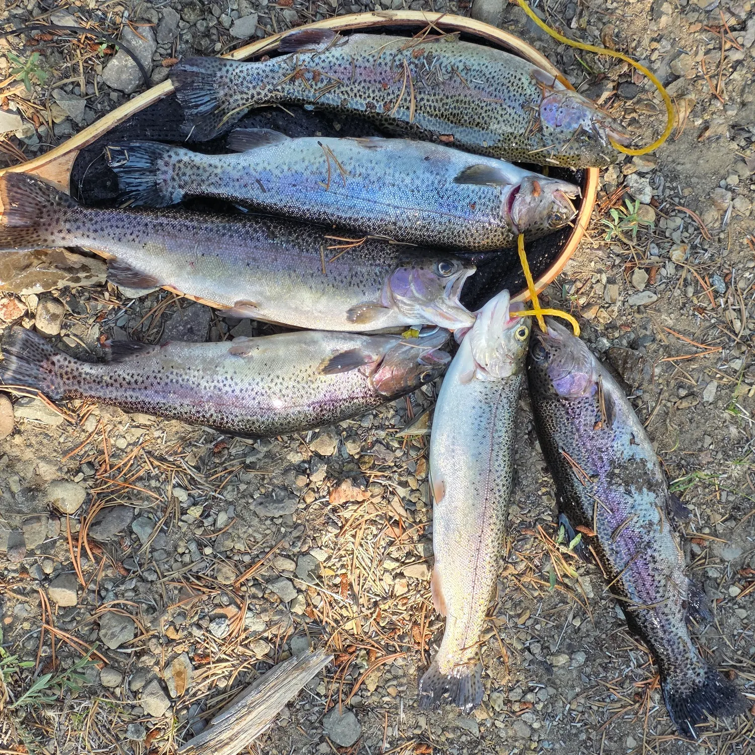 Rainbow trout caught on Fishbrain