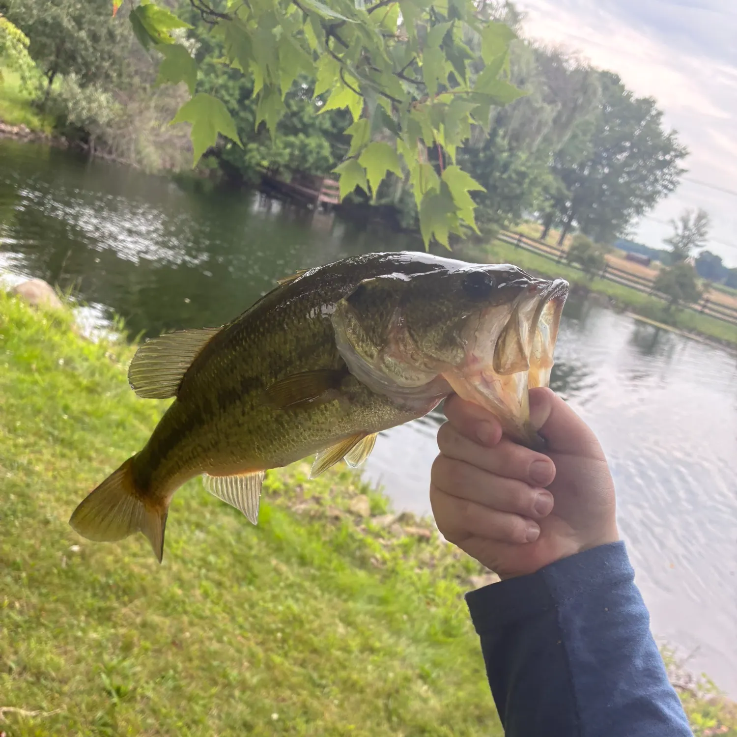 Largemouth bass caught on Fishbrain