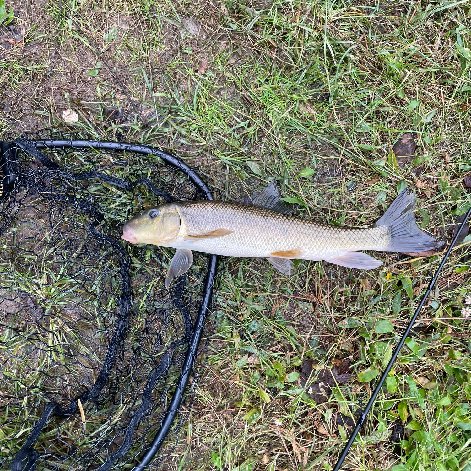 White sucker caught on Fishbrain