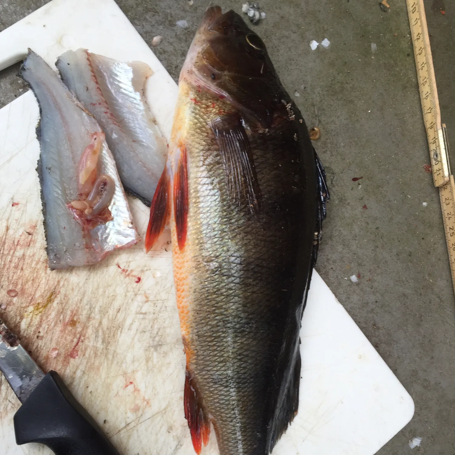 recently logged catches