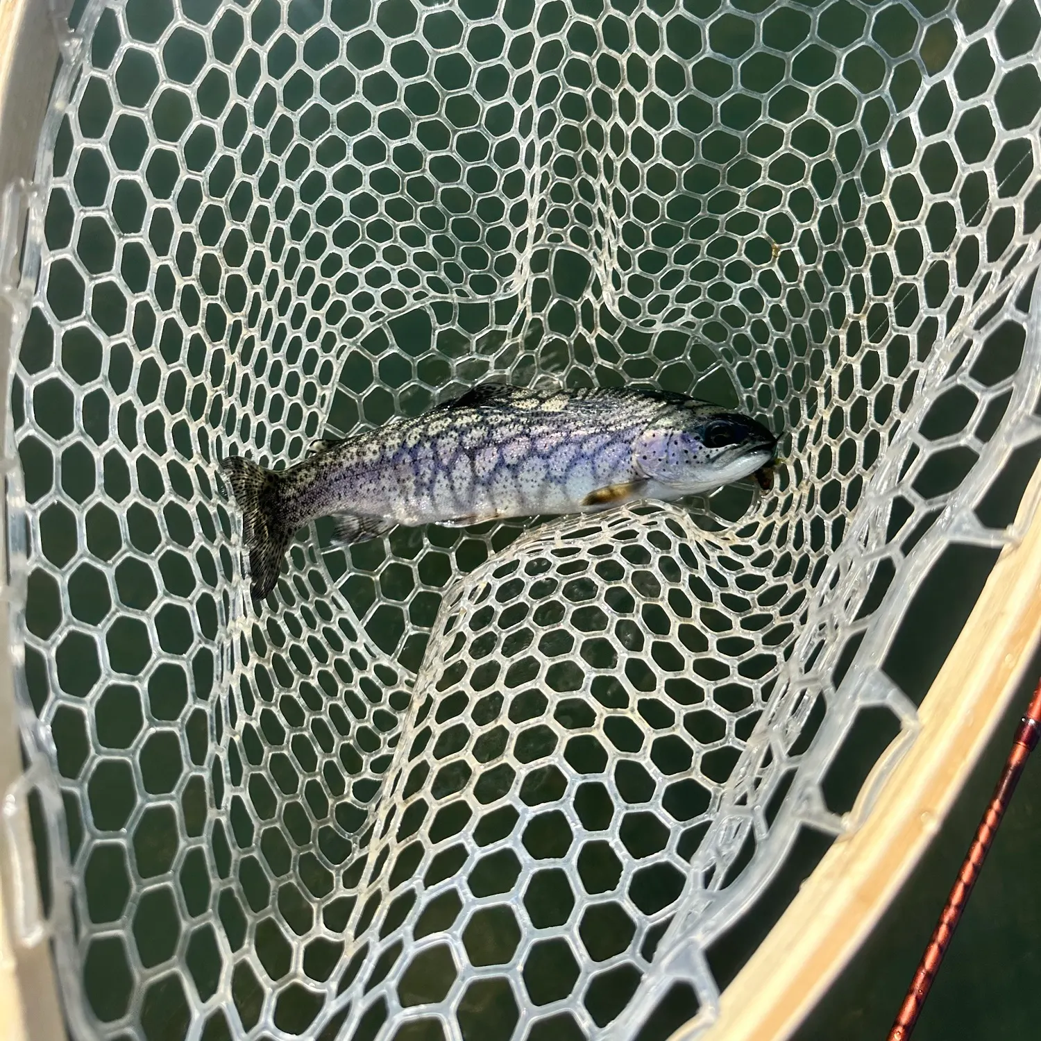 Rainbow trout caught on Fishbrain