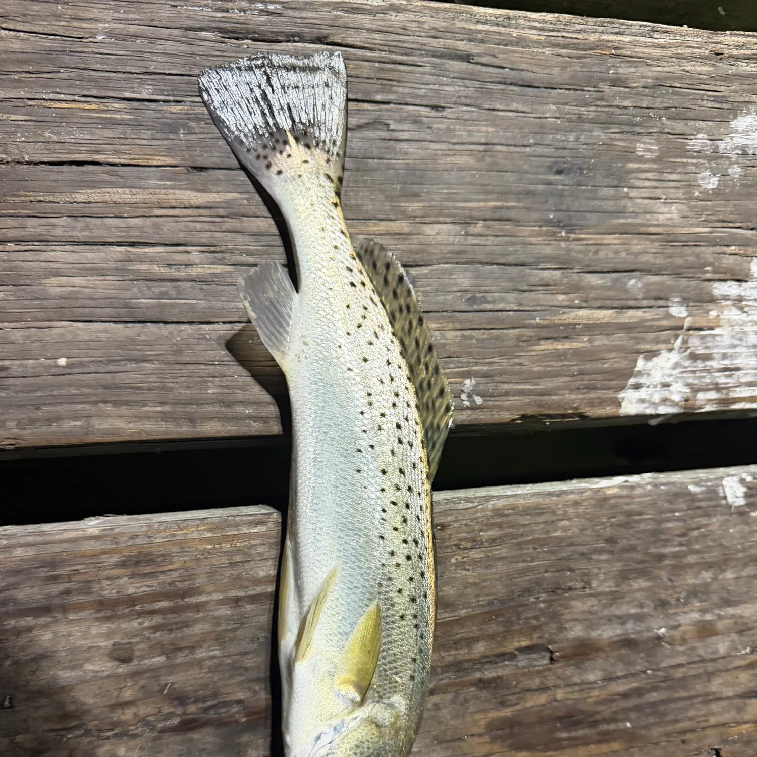 Spotted seatrout caught on Fishbrain