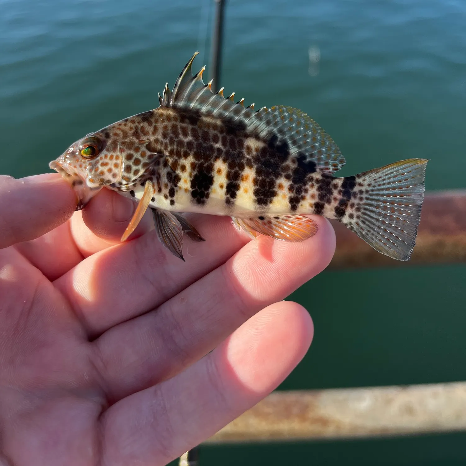 Spotted sand bass caught on Fishbrain
