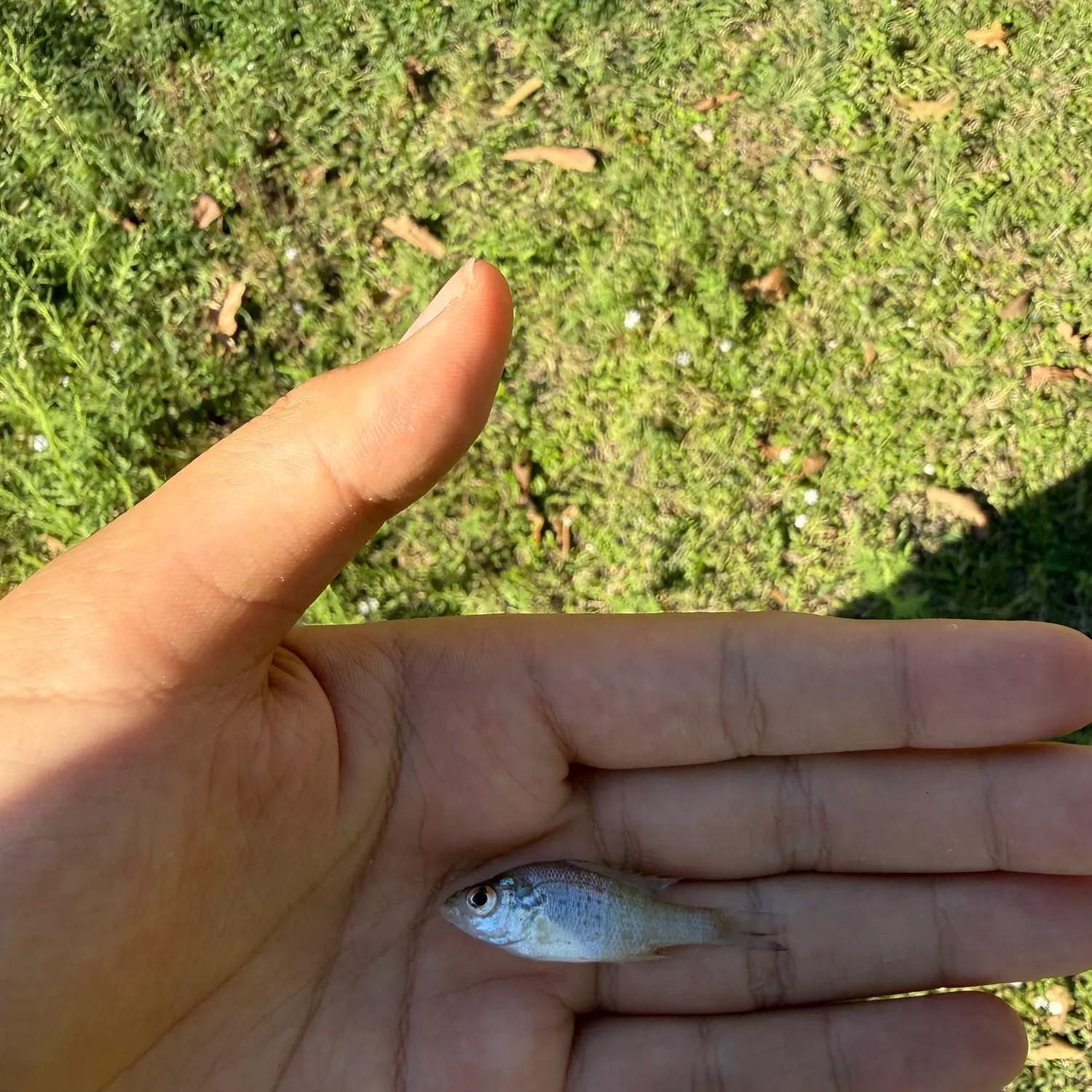 The most recent Silver perch catches on Fishbrain