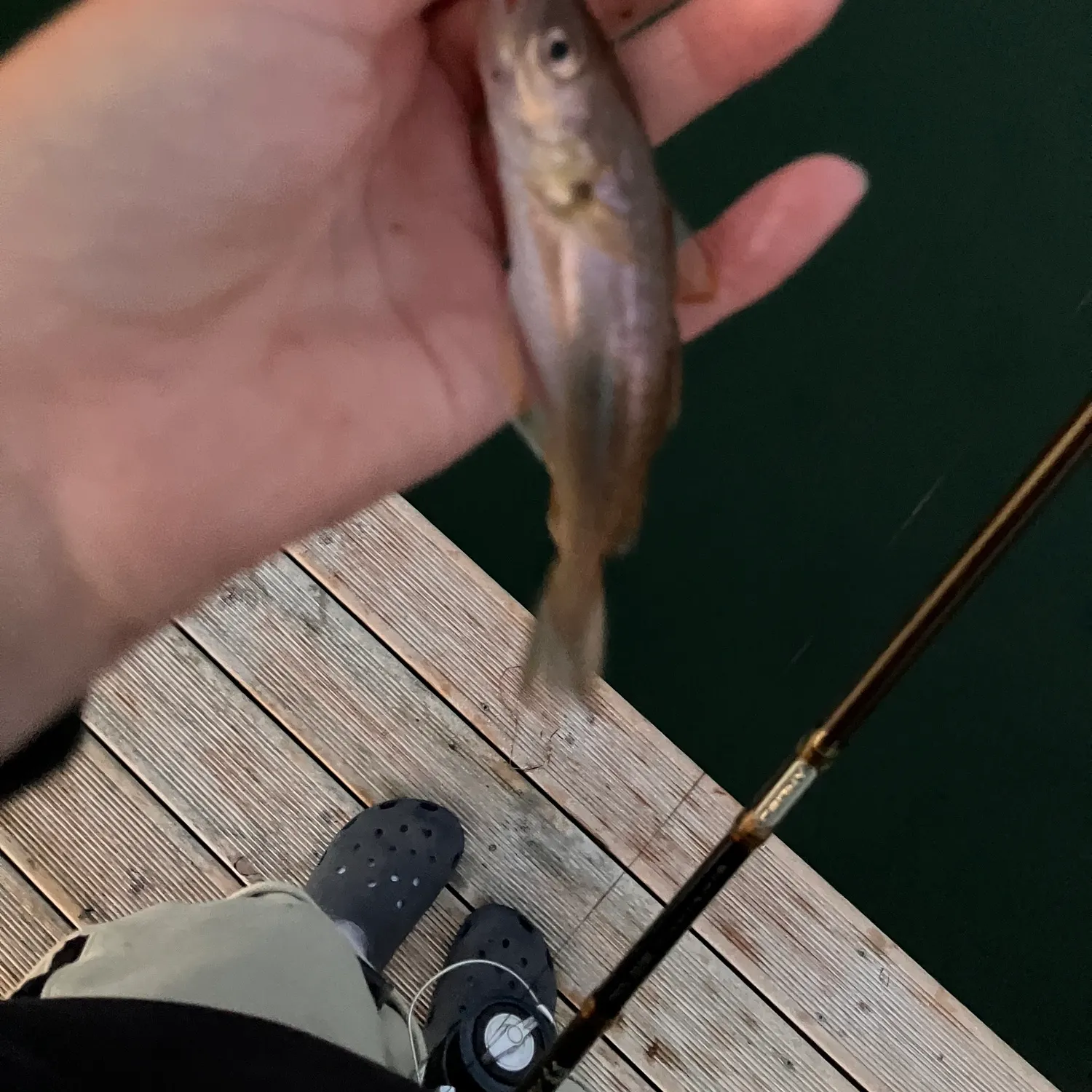 Whiting caught on Fishbrain