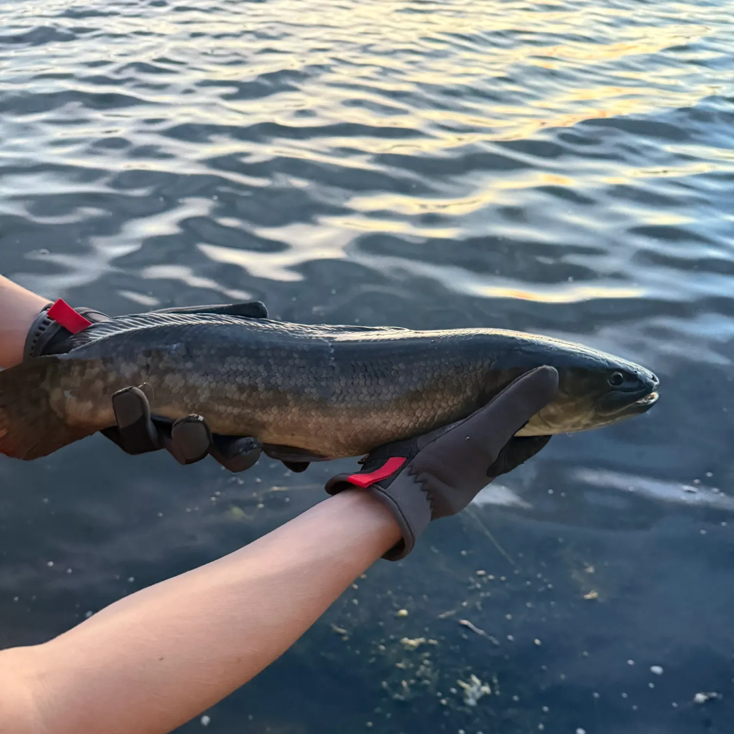 Eyetail bowfin caught on Fishbrain