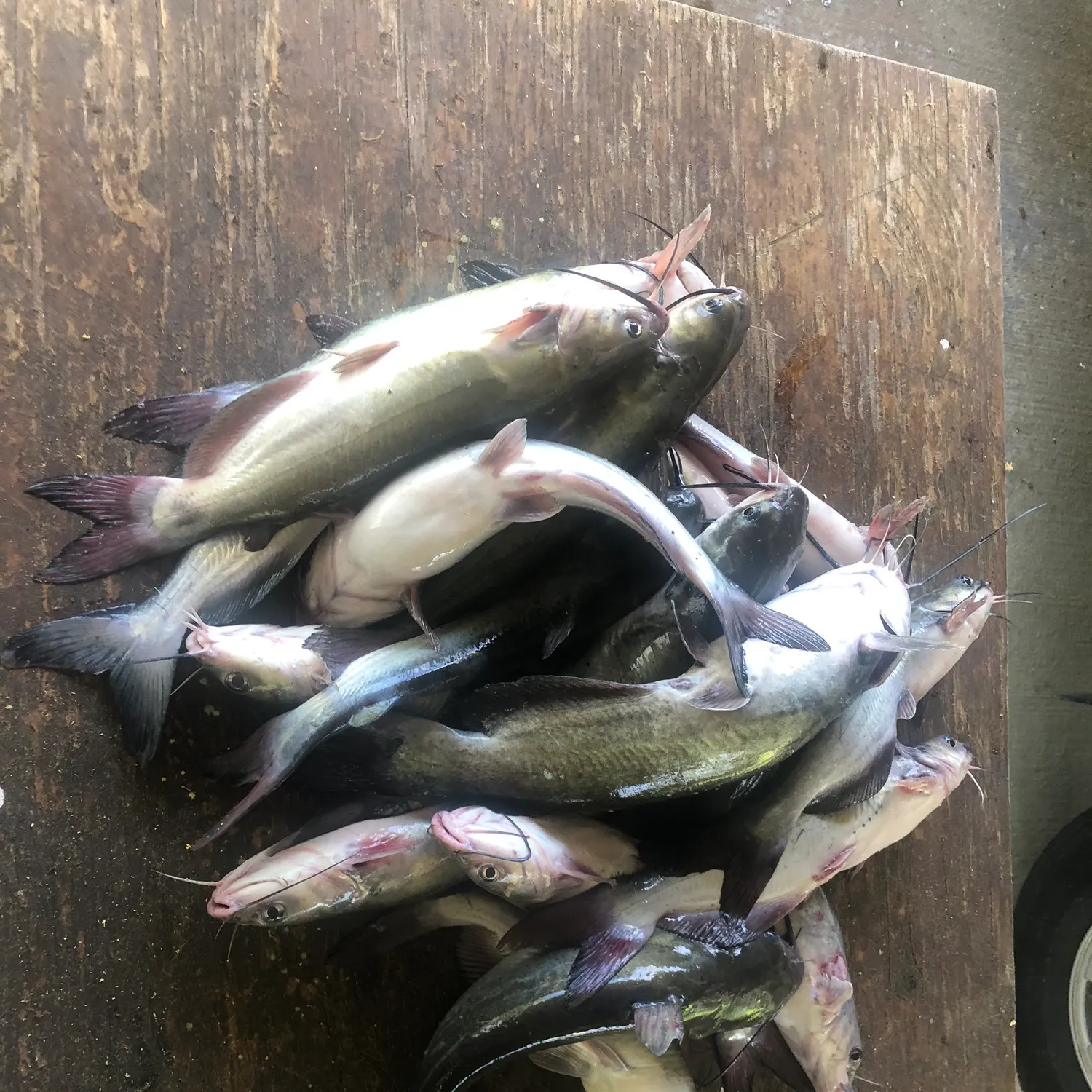 recently logged catches