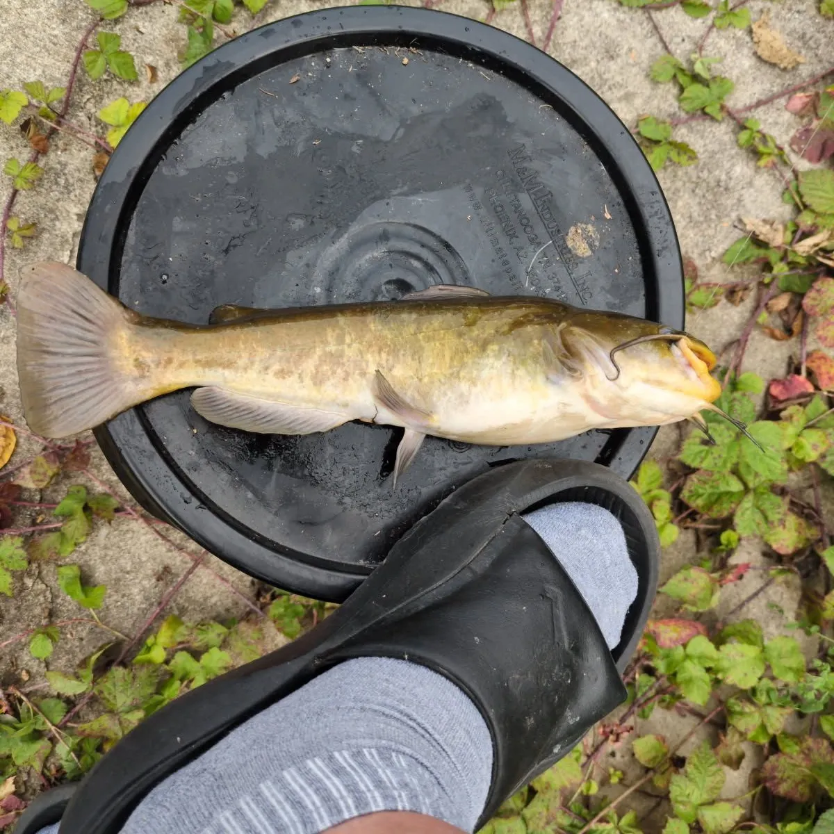 Yellow bullhead caught on Fishbrain