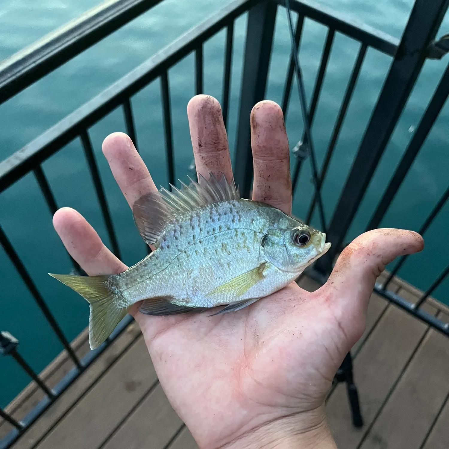 Bluegill caught on Fishbrain