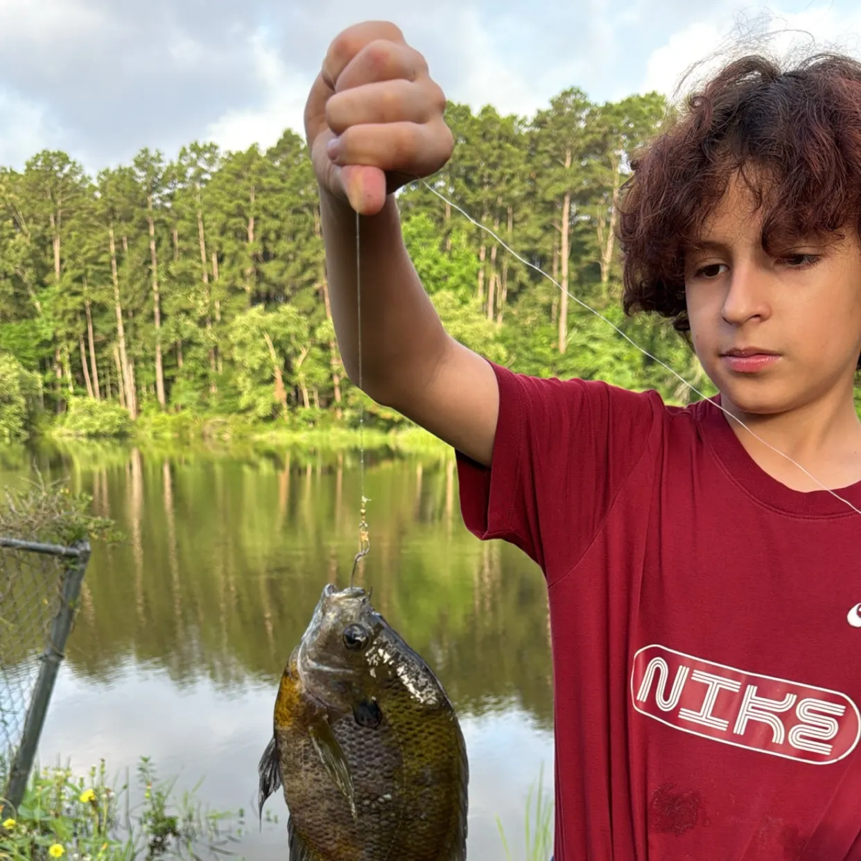 Bluegill caught on Fishbrain
