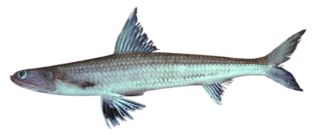 Shortfin lizardfish