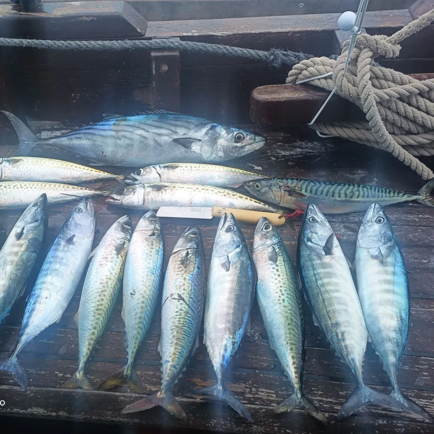 Skipjack tuna caught on Fishbrain