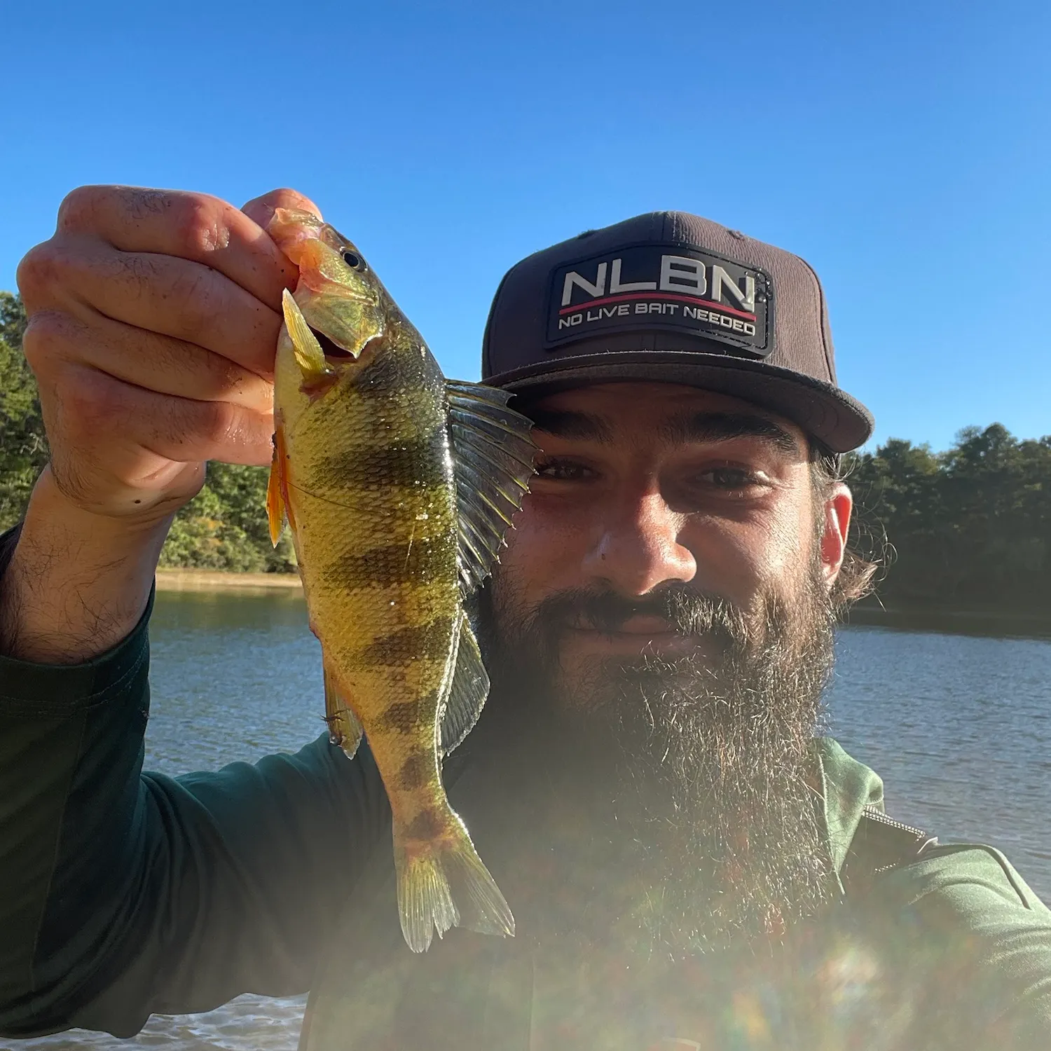 Yellow perch caught on Fishbrain