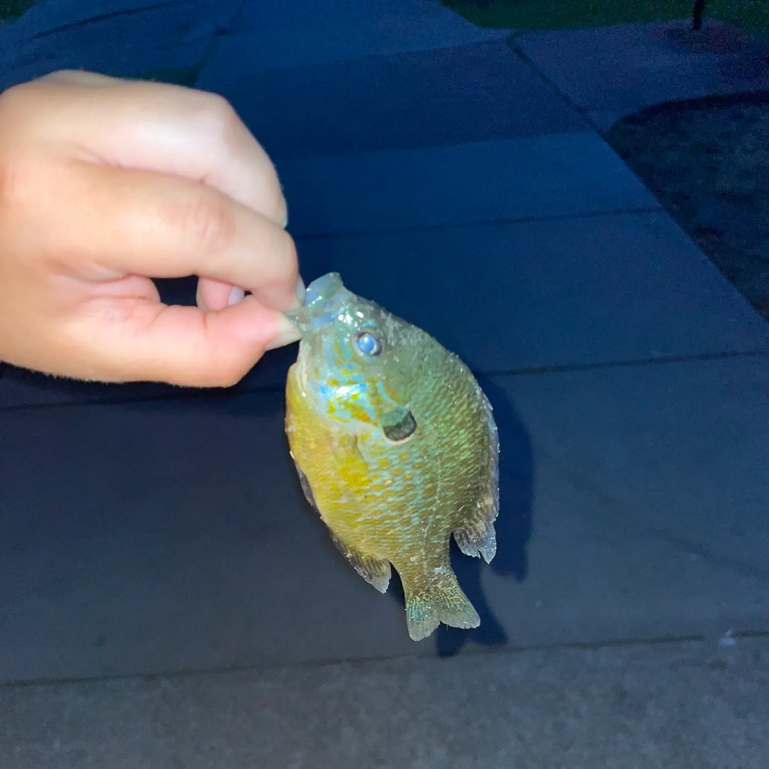 Longear sunfish caught on Fishbrain