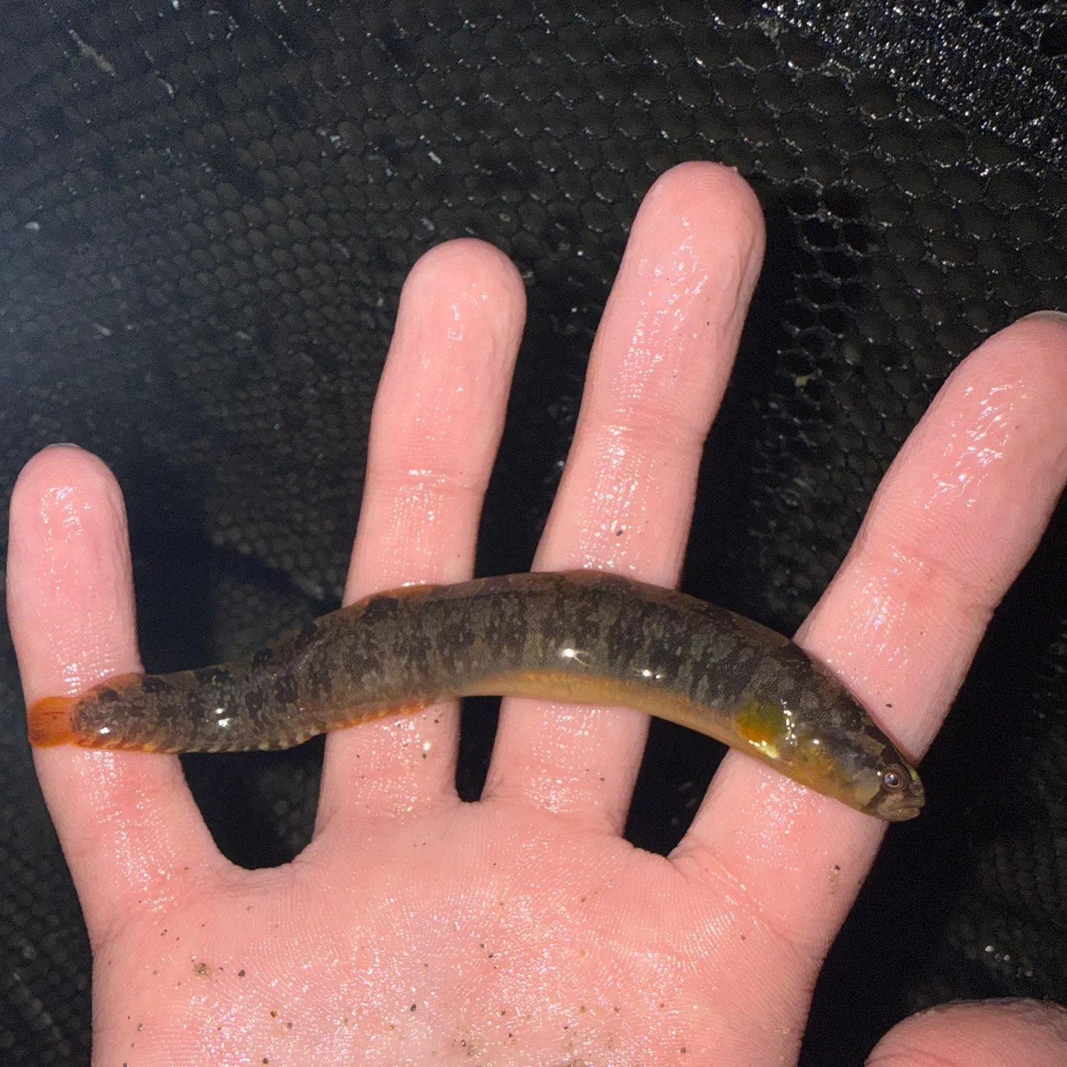 The most recent Rock gunnel catches on Fishbrain