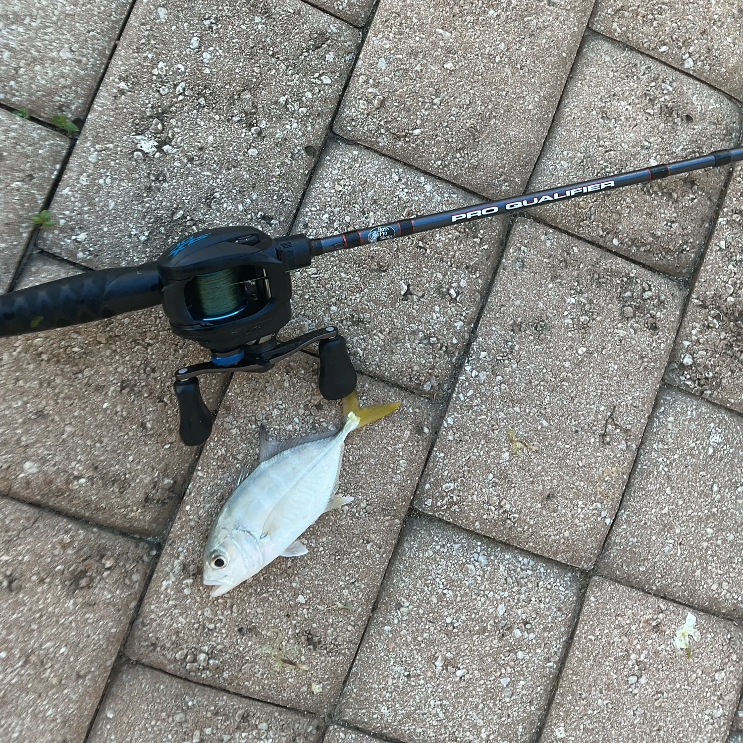 The most recent Crevalle jack catches on Fishbrain