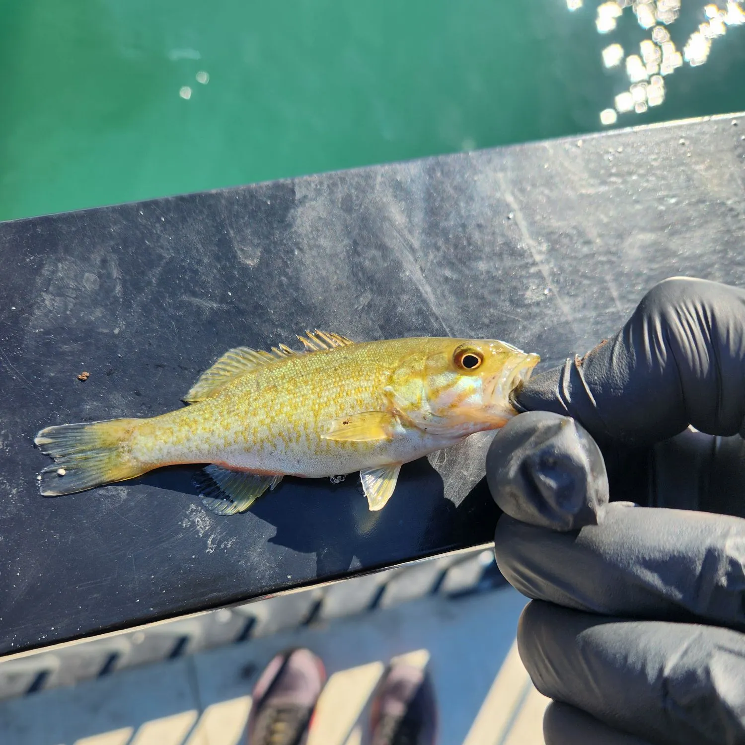 Smallmouth bass caught on Fishbrain