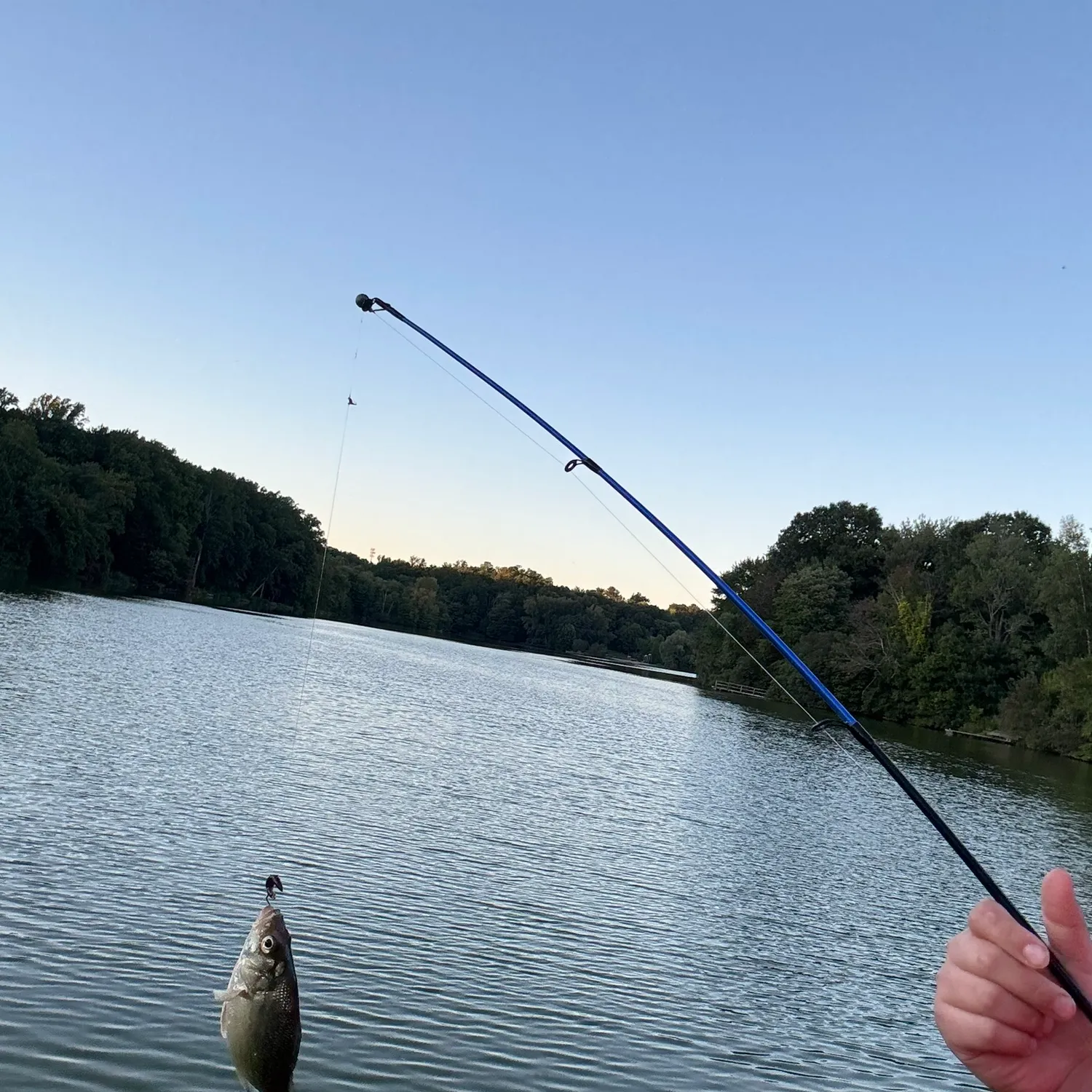 White perch caught on Fishbrain
