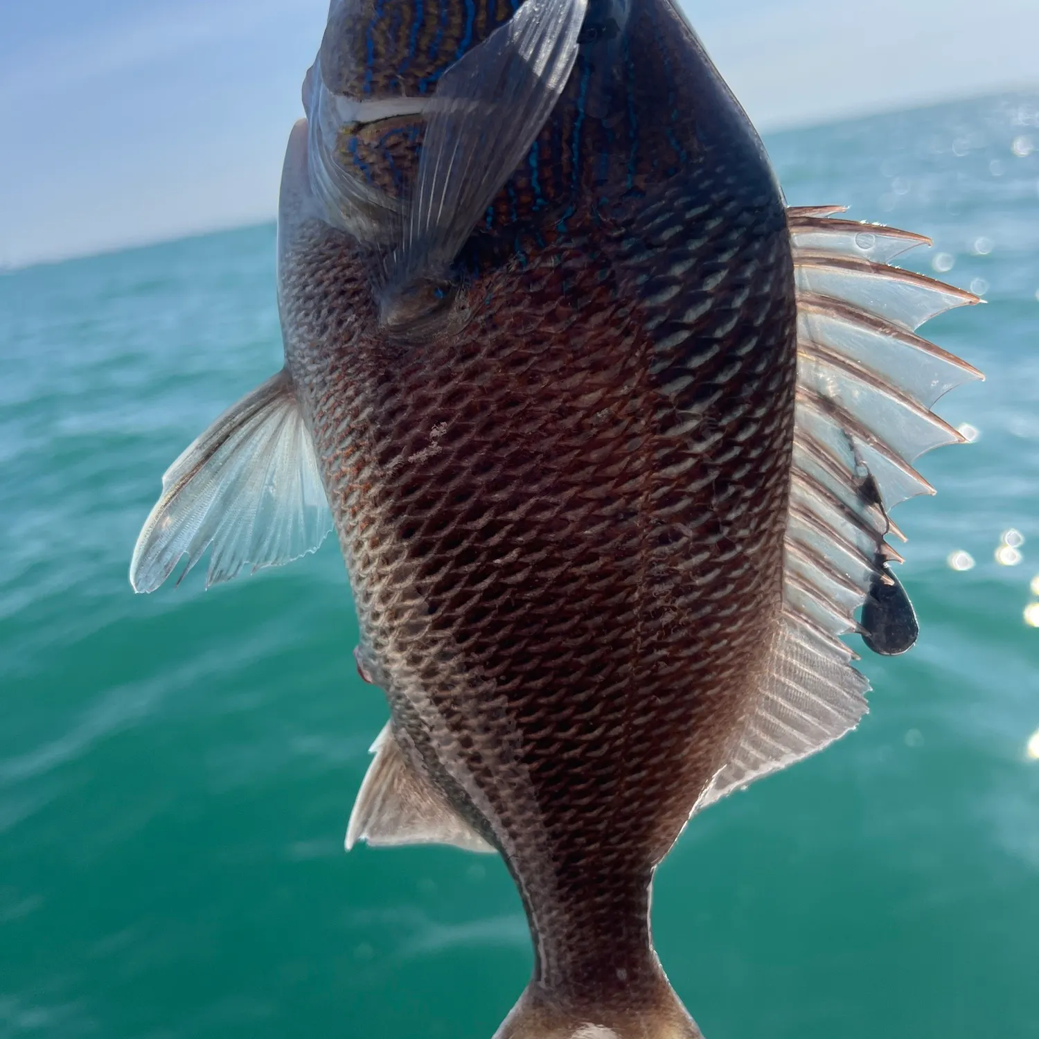 The most recent White grunt catches on Fishbrain