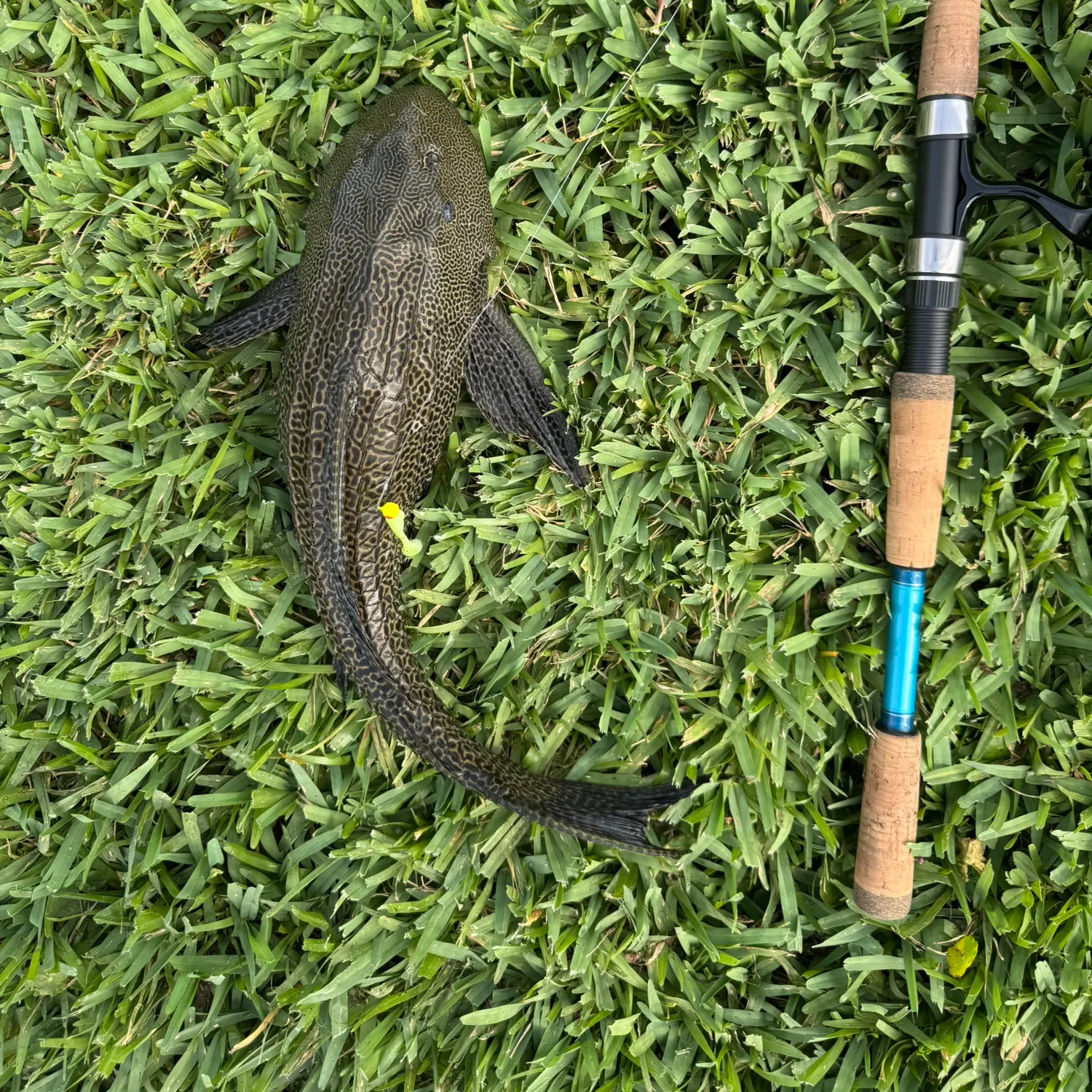 The most recent Vermiculated sailfin catfish catches on Fishbrain
