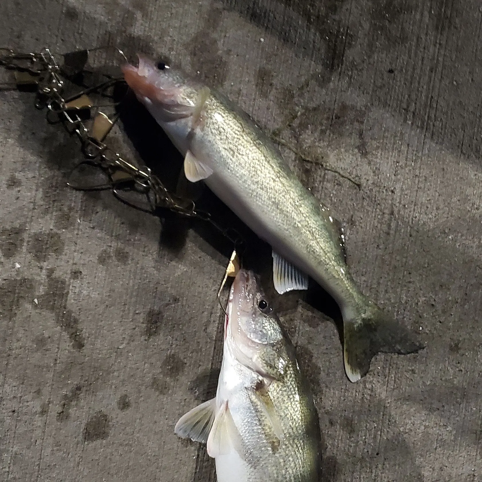 recently logged catches