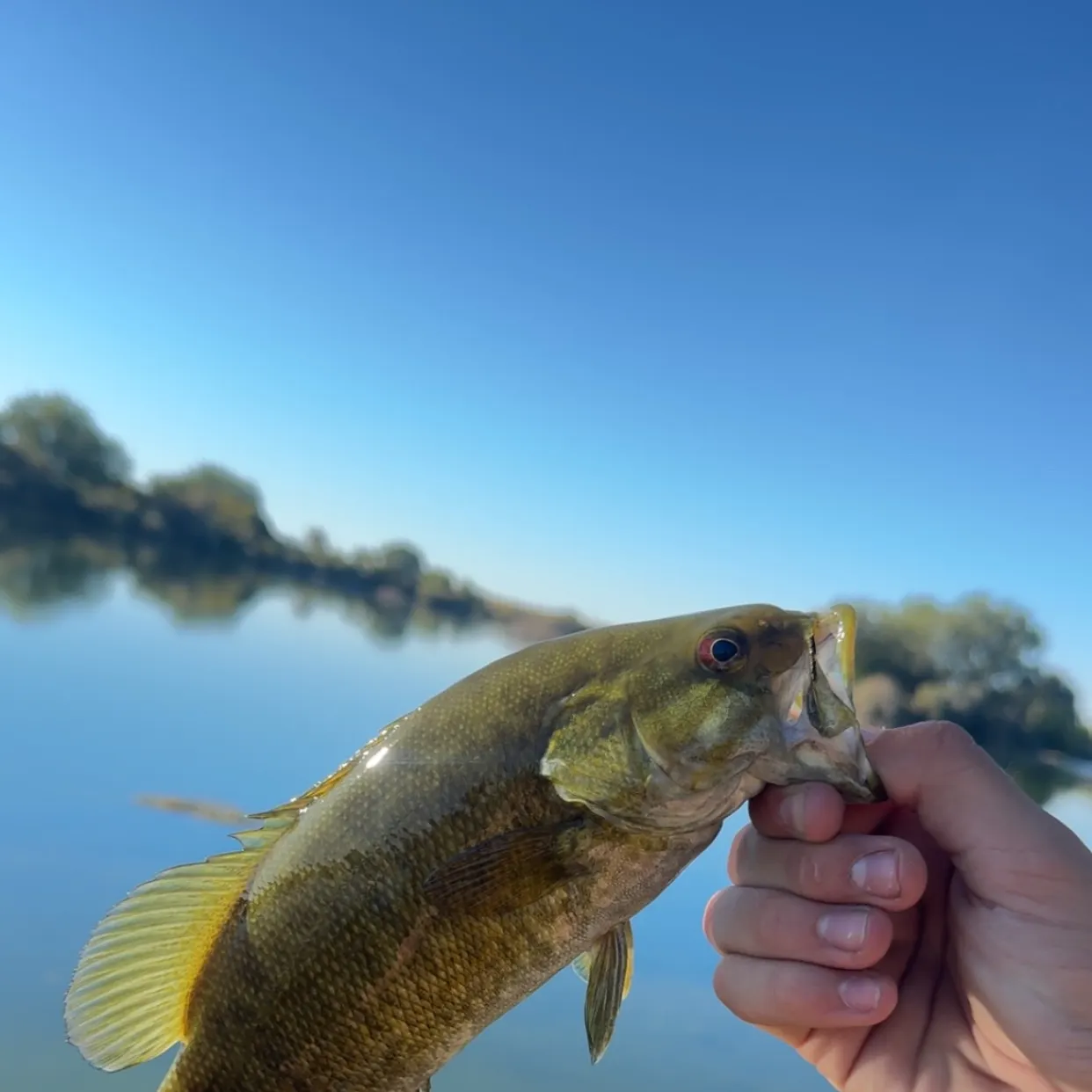 Smallmouth bass caught on Fishbrain