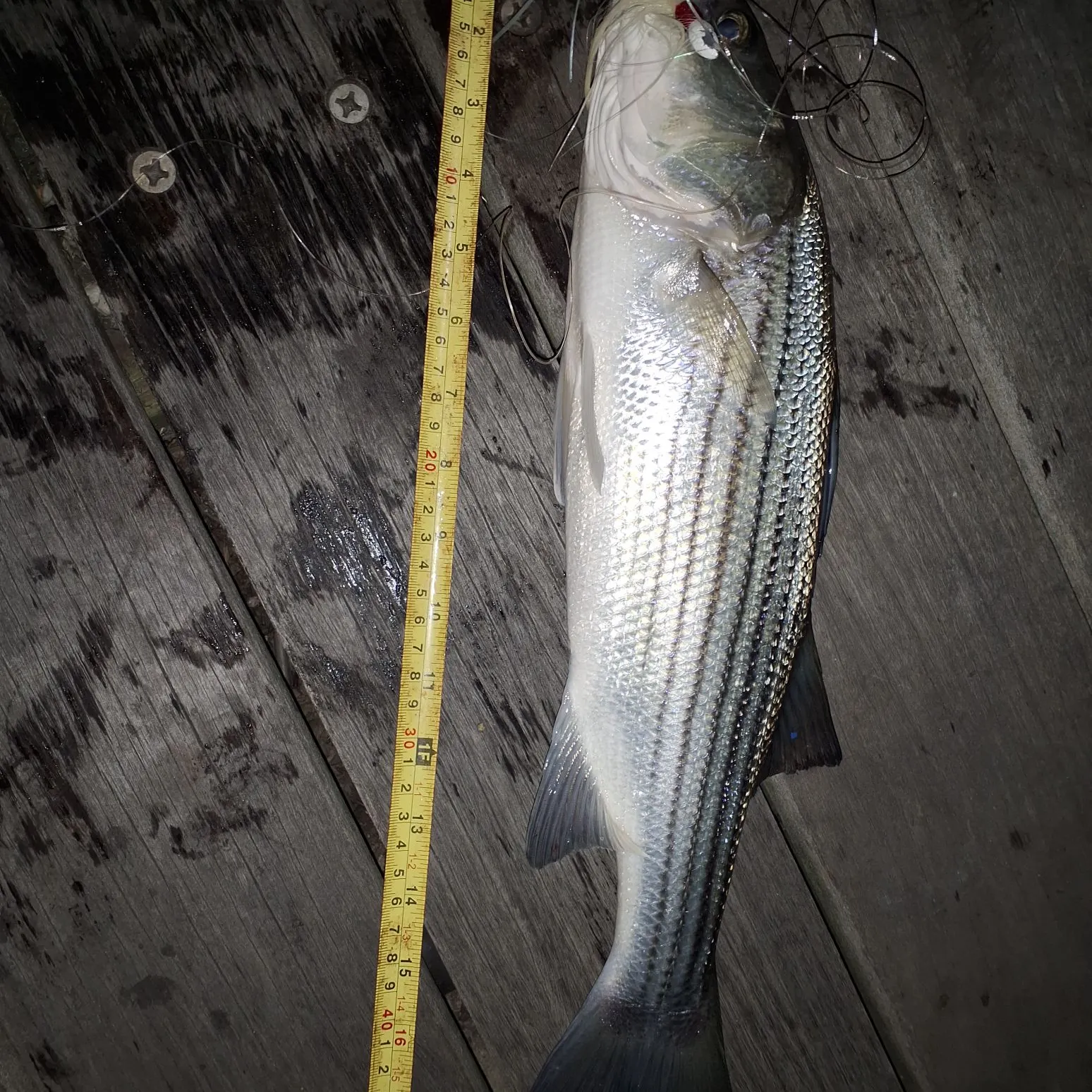 Striped bass caught on Fishbrain