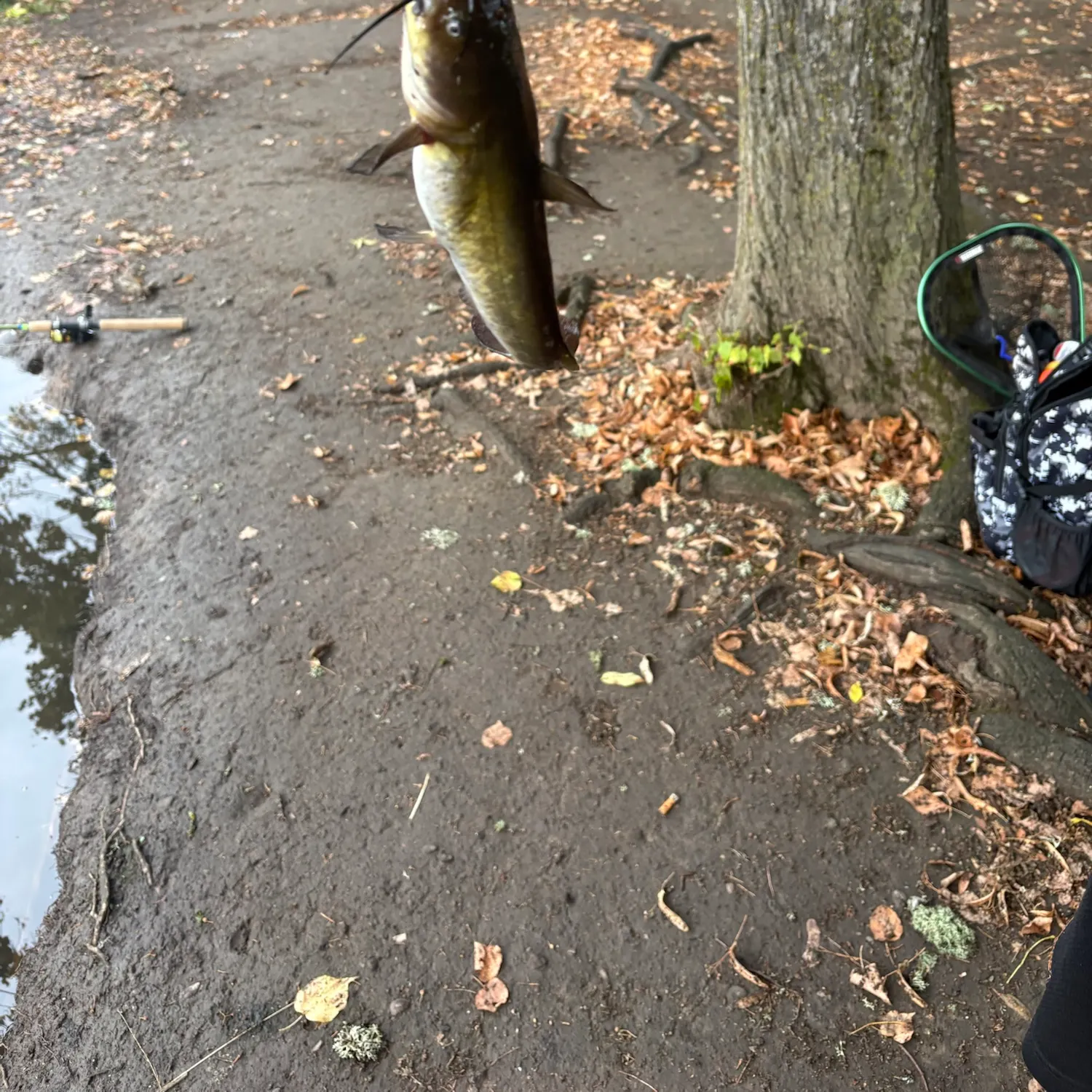 Yellow bullhead caught on Fishbrain