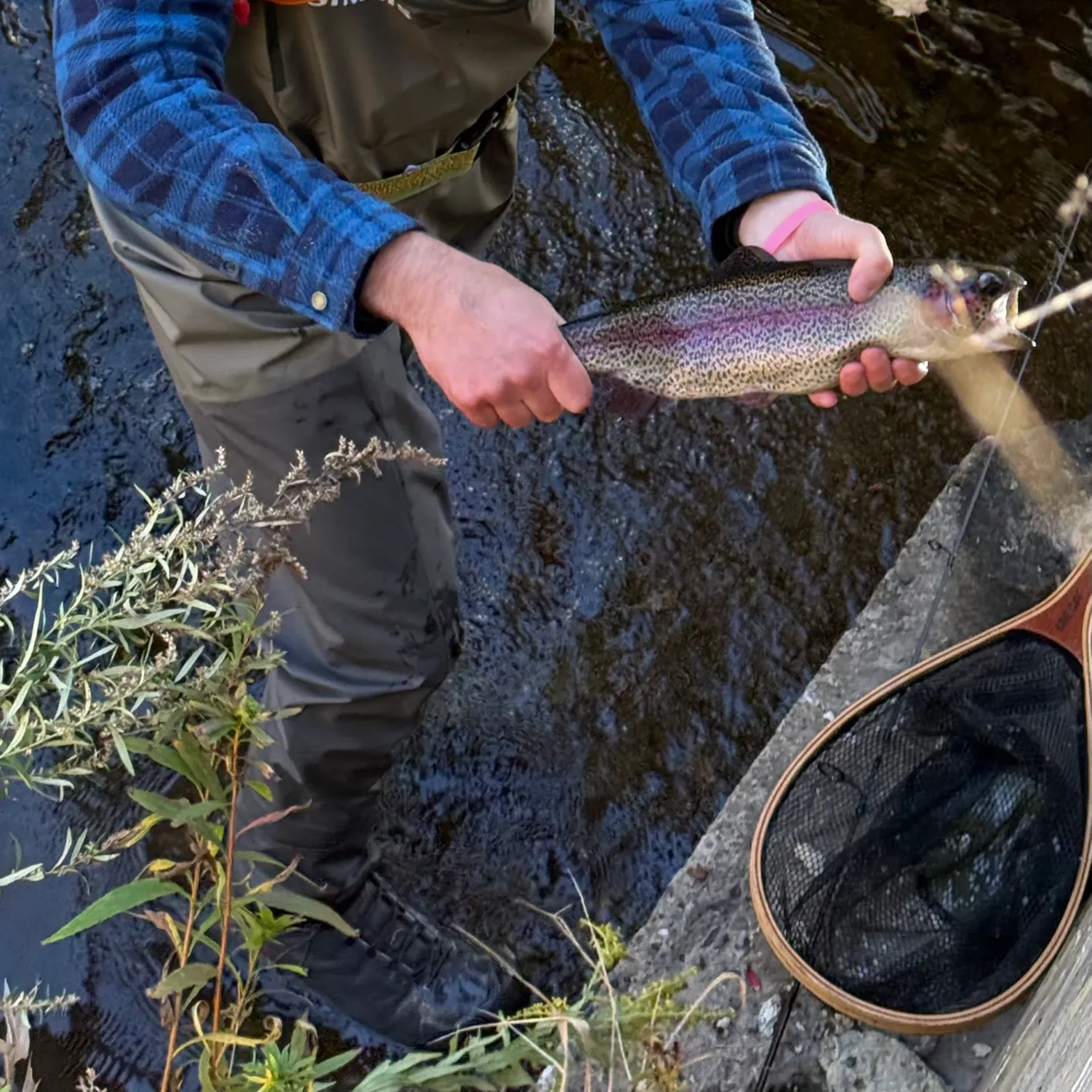 Rainbow trout caught on Fishbrain