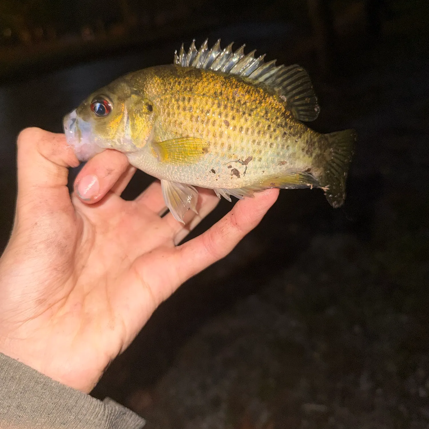 Rock bass caught on Fishbrain