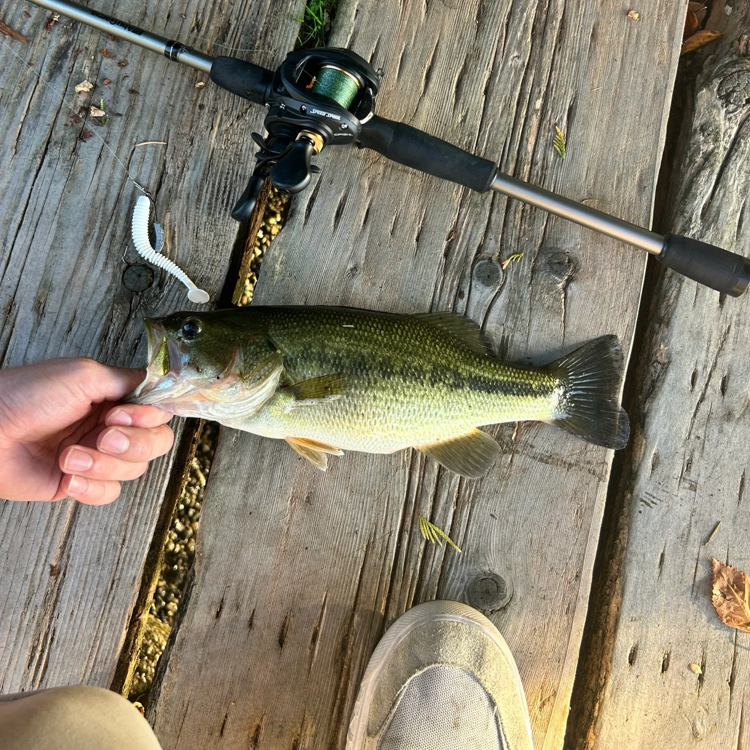 Largemouth bass caught on Fishbrain