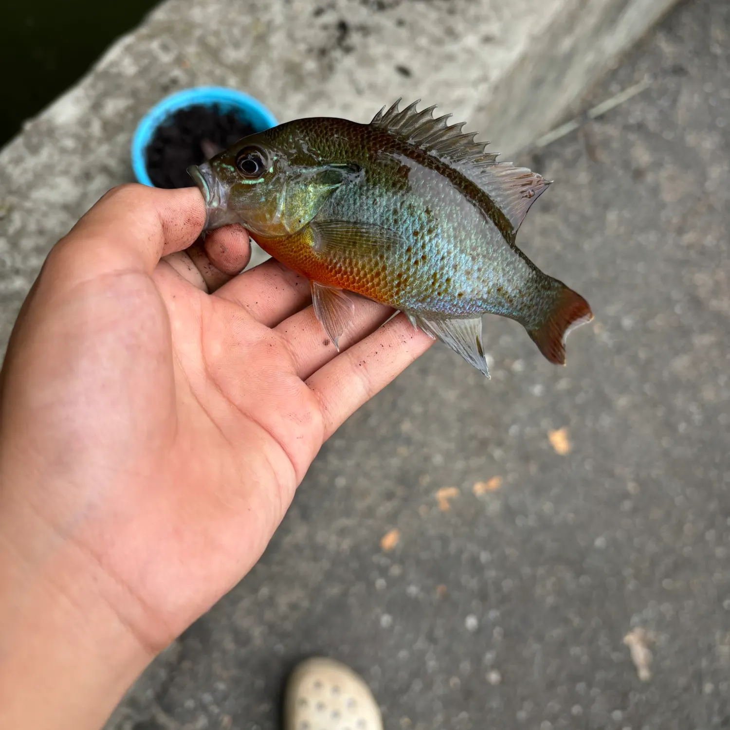 Redbreast sunfish caught on Fishbrain