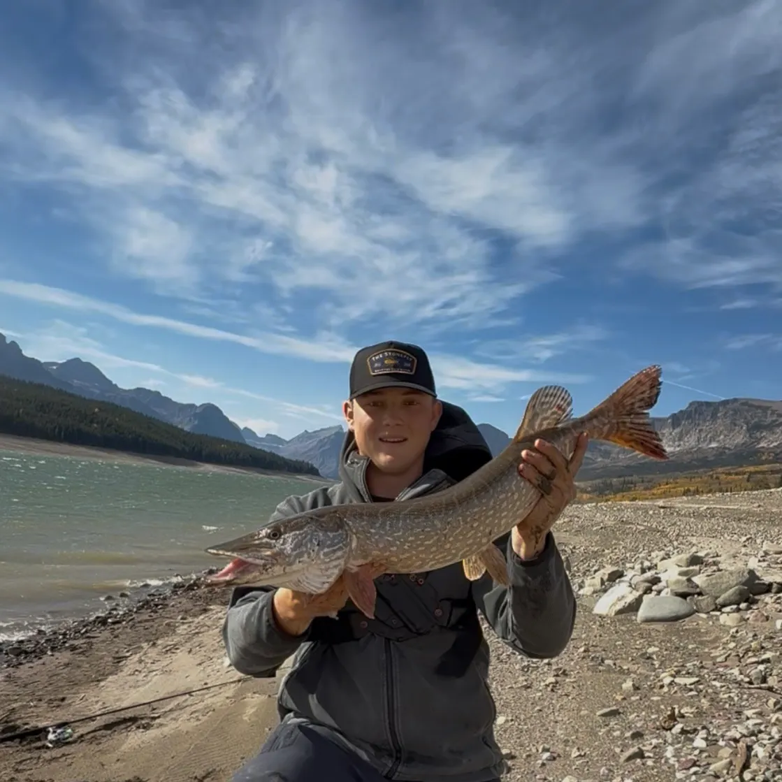 Northern pike caught on Fishbrain