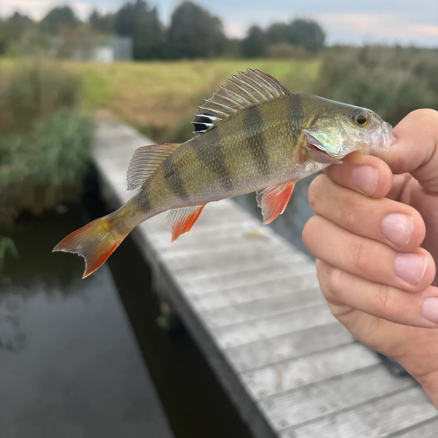 European perch caught on Fishbrain