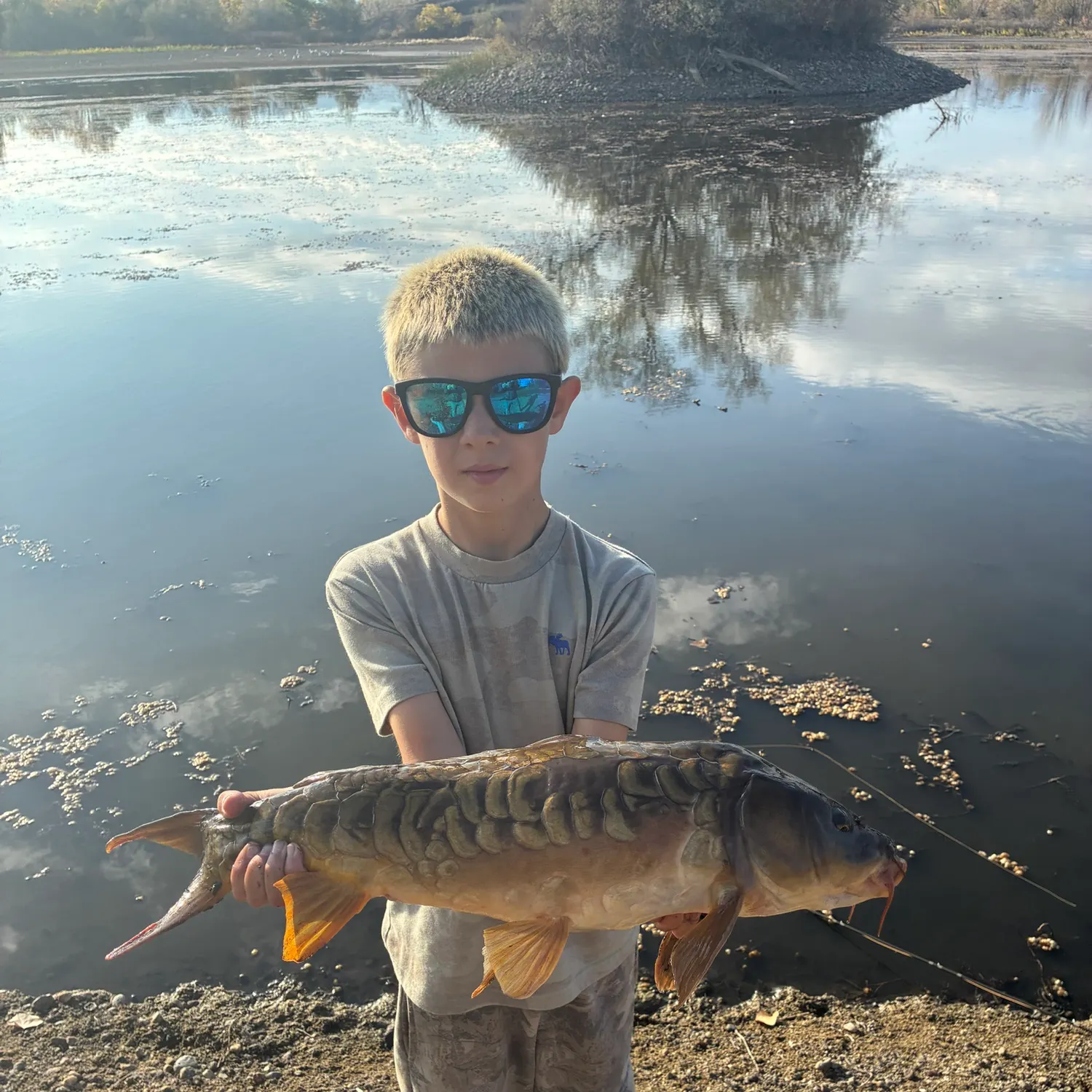 Mirror carp caught on Fishbrain