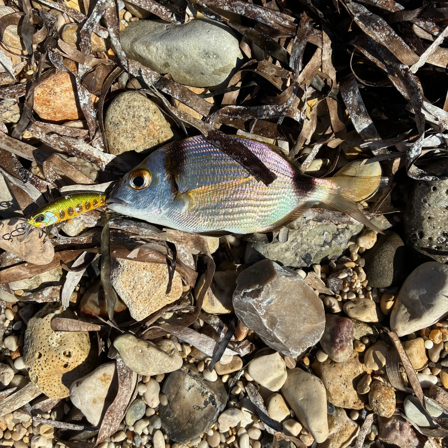 Saddled seabream caught on Fishbrain