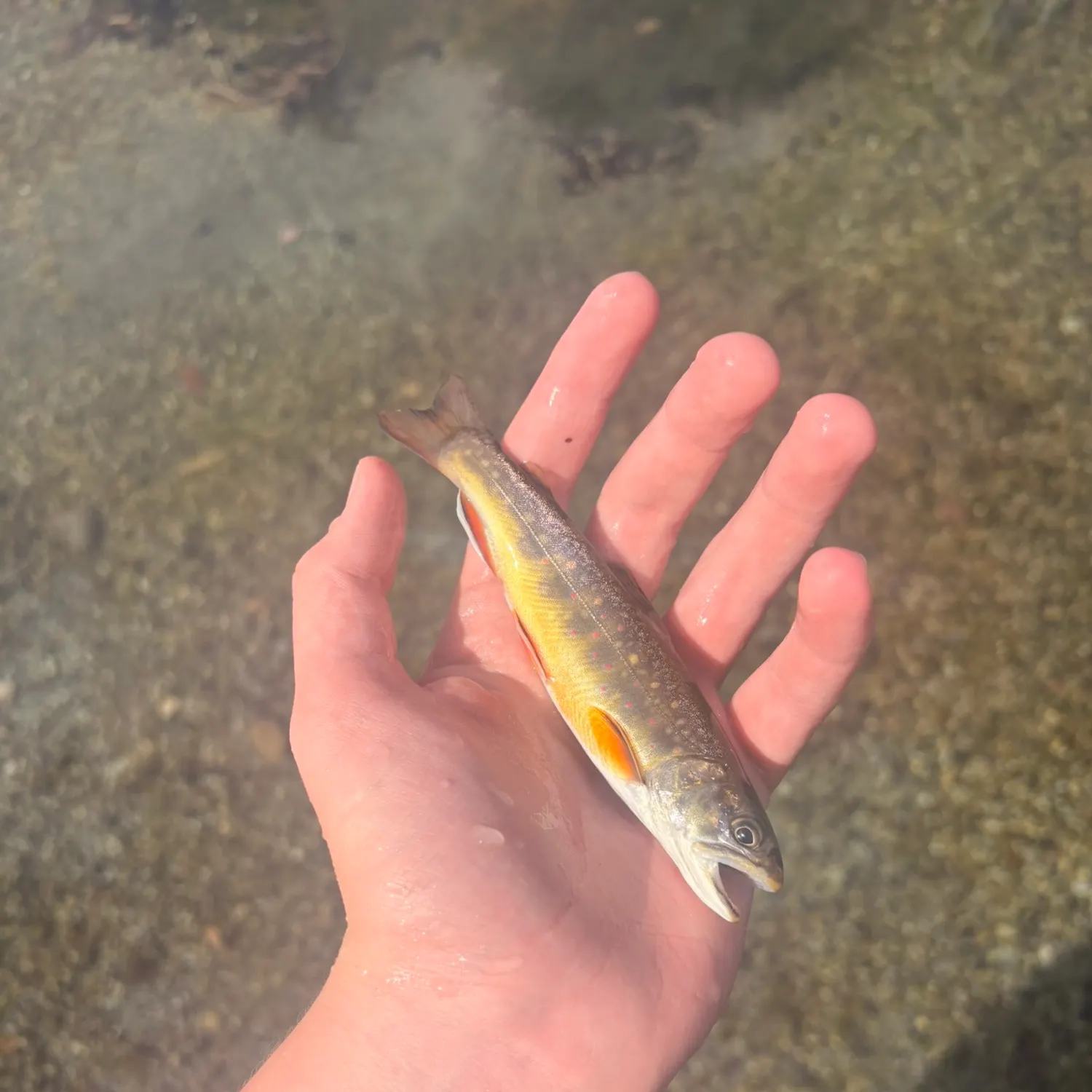 The most recent Golden trout catches on Fishbrain