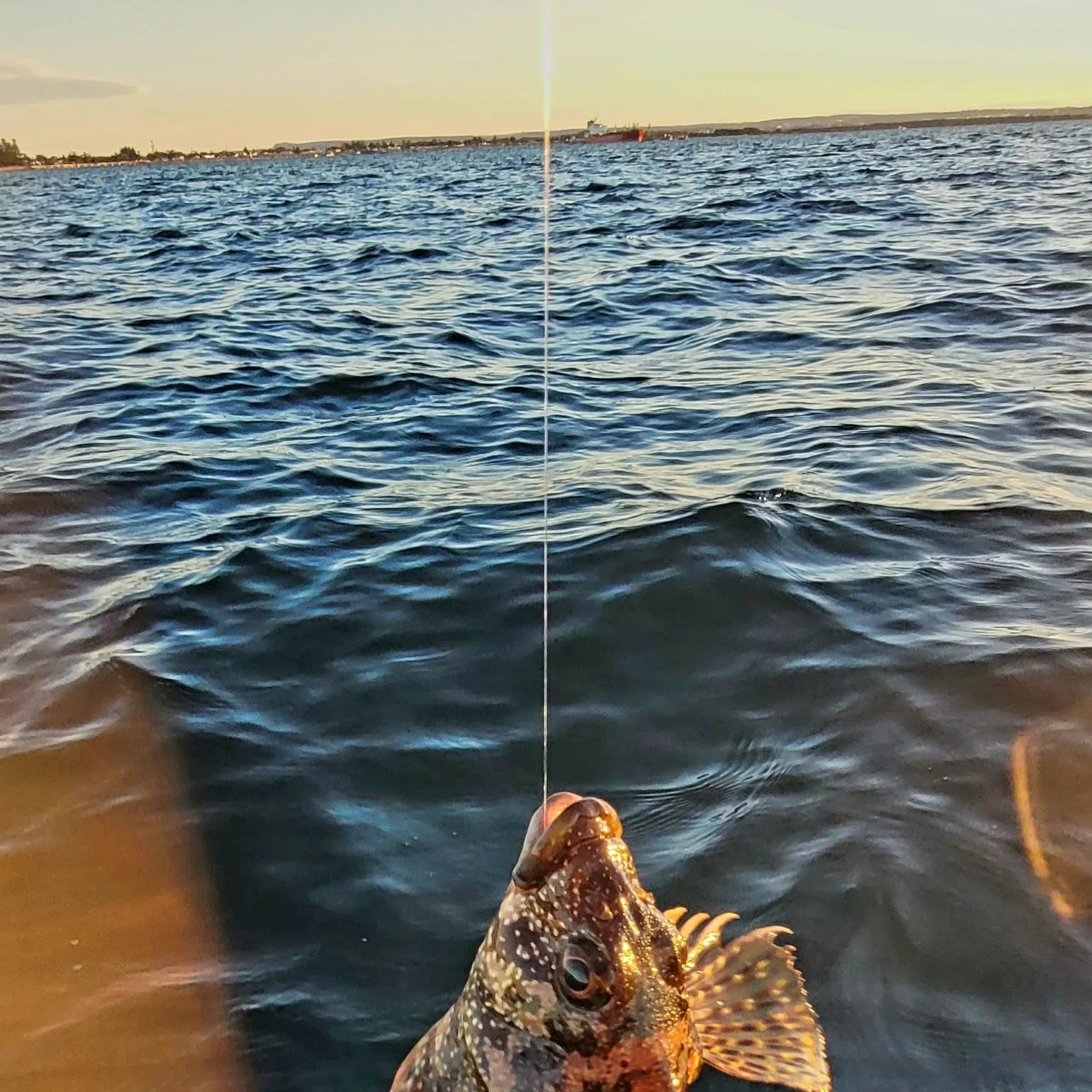 The most recent False scorpionfish catches on Fishbrain