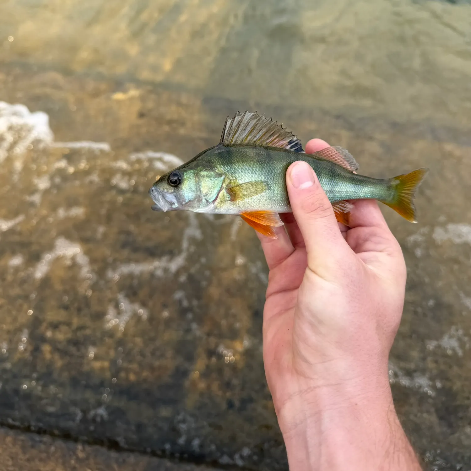 European perch caught on Fishbrain