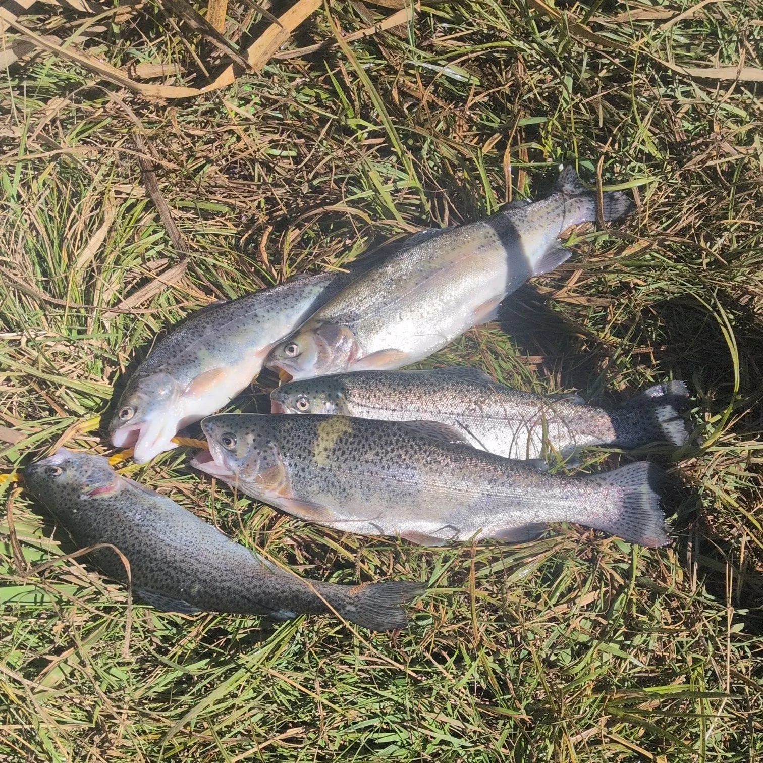 Rainbow trout caught on Fishbrain
