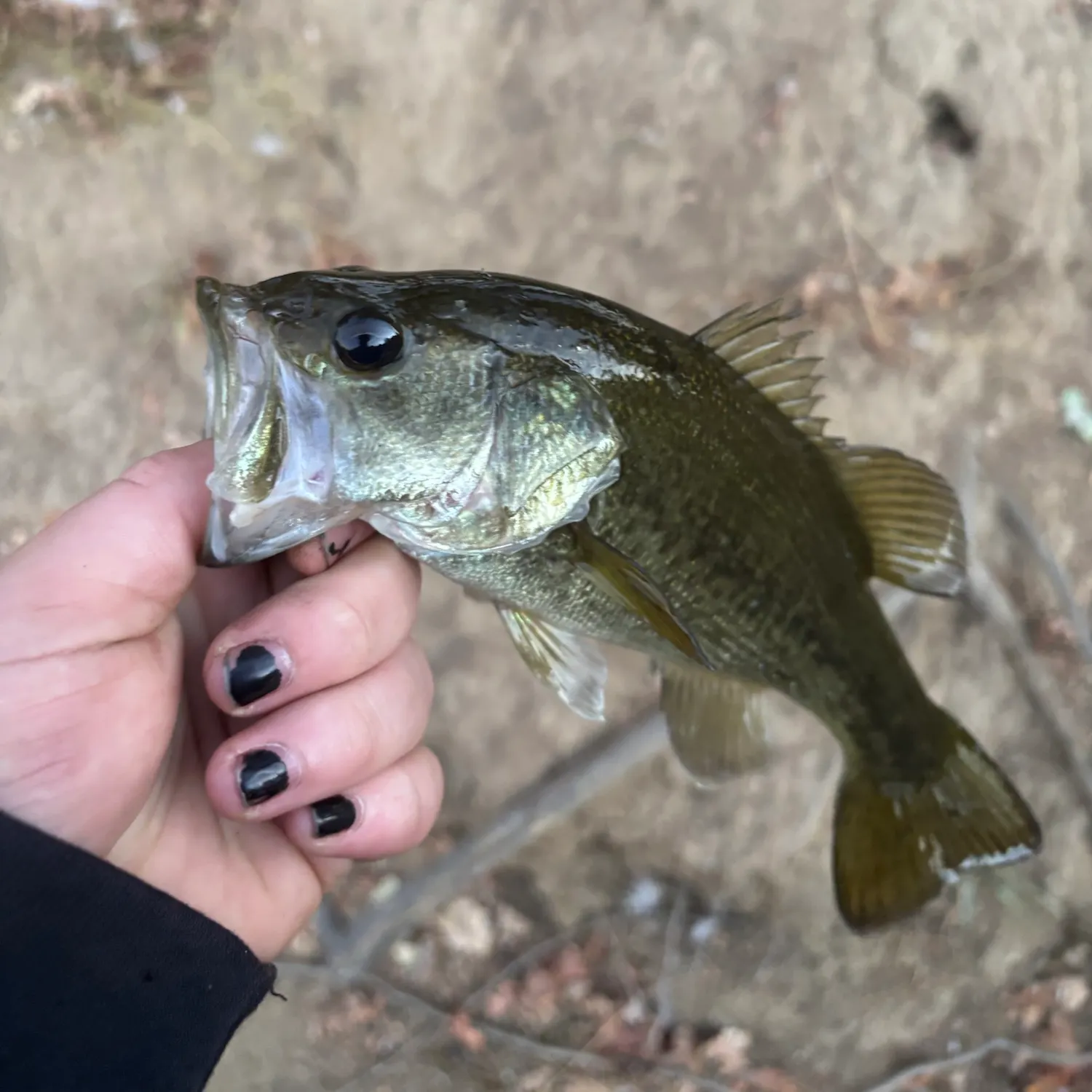 Spotted bass caught on Fishbrain