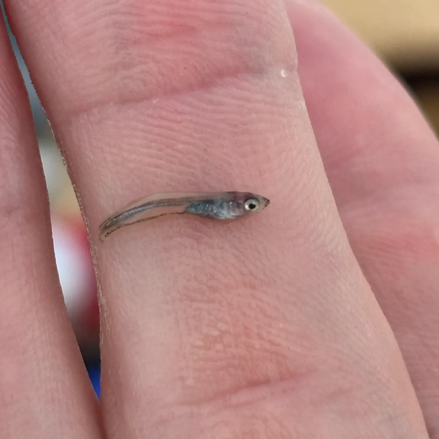 The most recent Broad-striped anchovy catches on Fishbrain