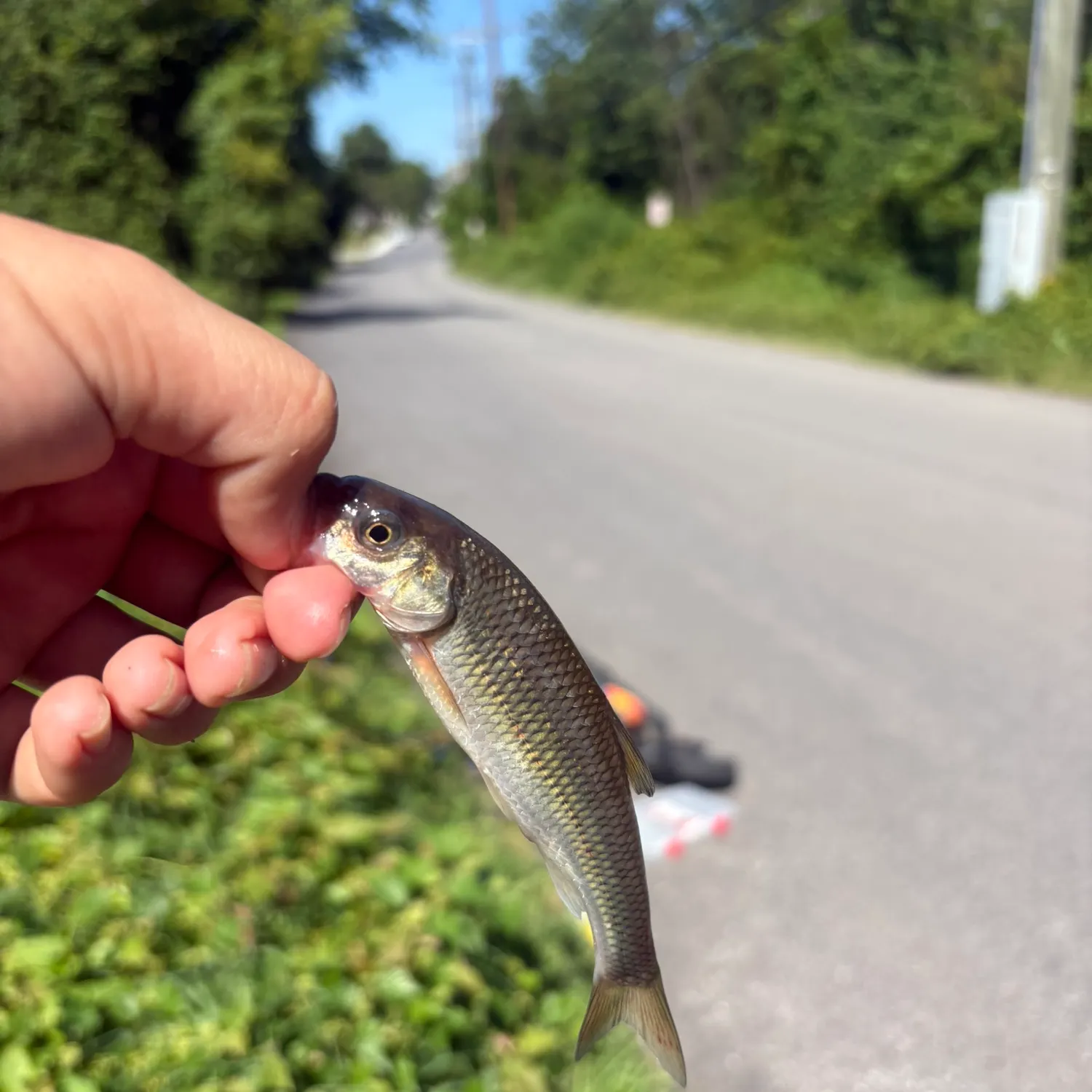 Fallfish caught on Fishbrain