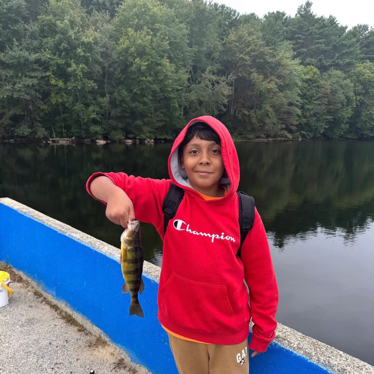 Yellow perch caught on Fishbrain