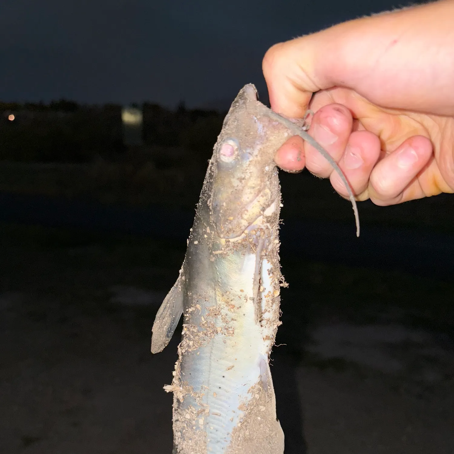 Channel catfish caught on Fishbrain