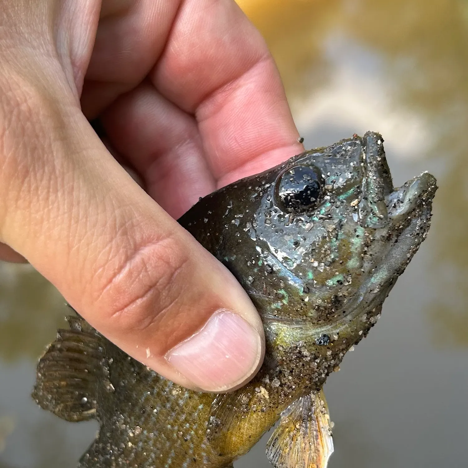 Warmouth caught on Fishbrain