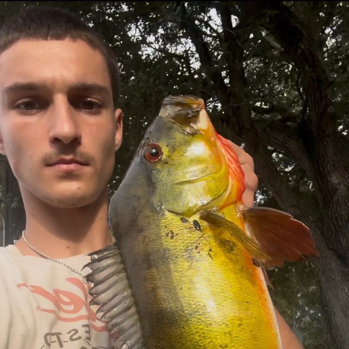 The most recent Butterfly peacock bass catches on Fishbrain
