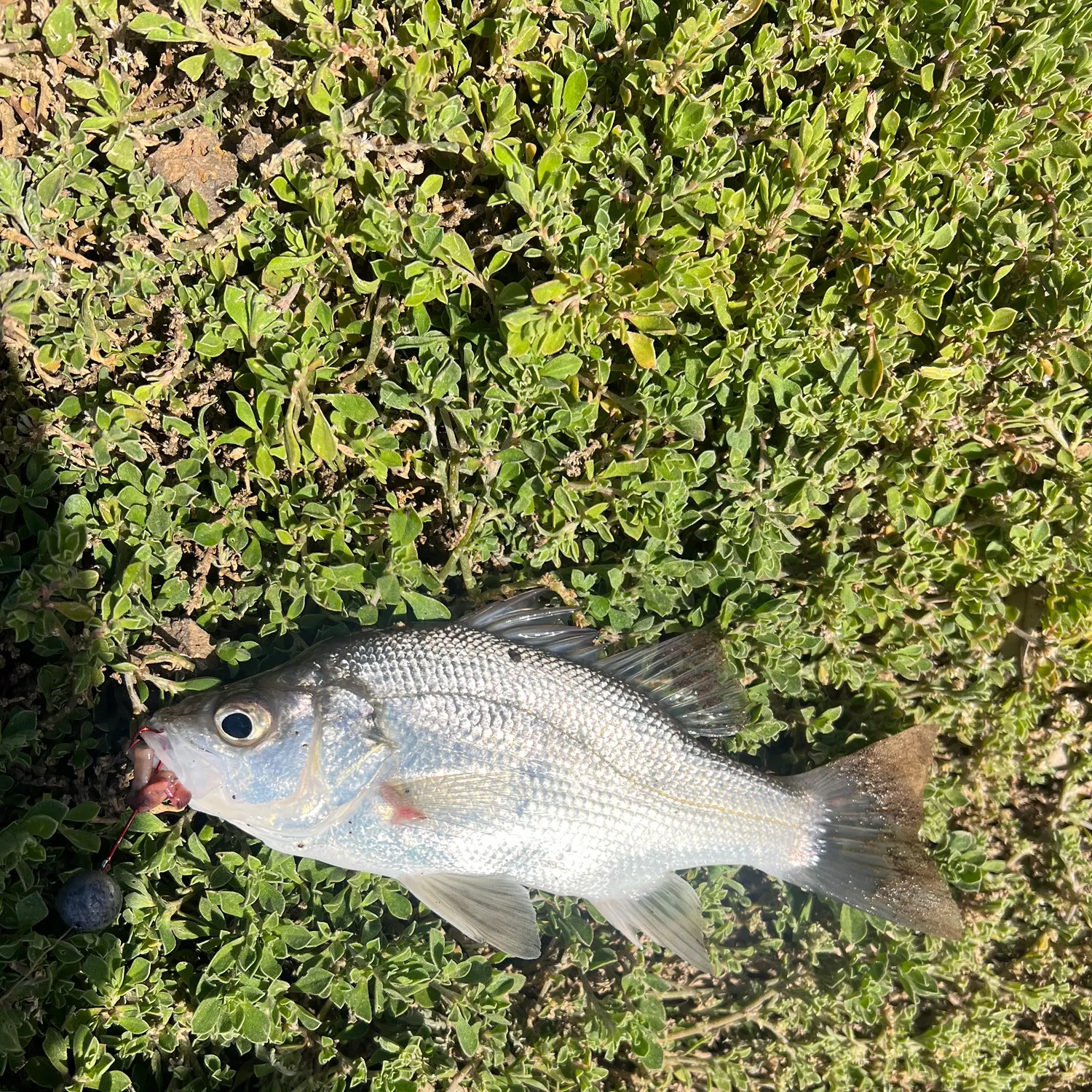 Bidyan perch caught on Fishbrain