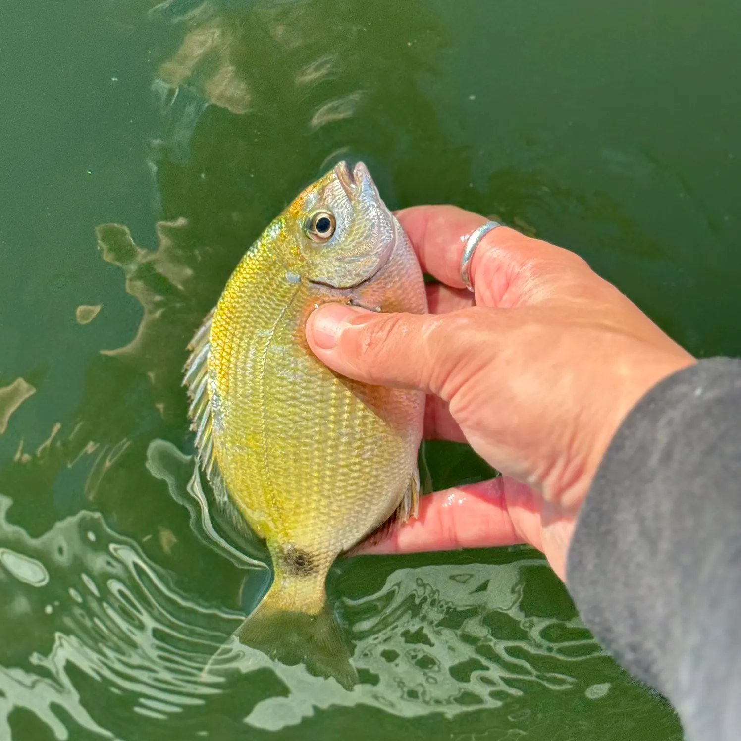 The most recent Spottail seabream catches on Fishbrain